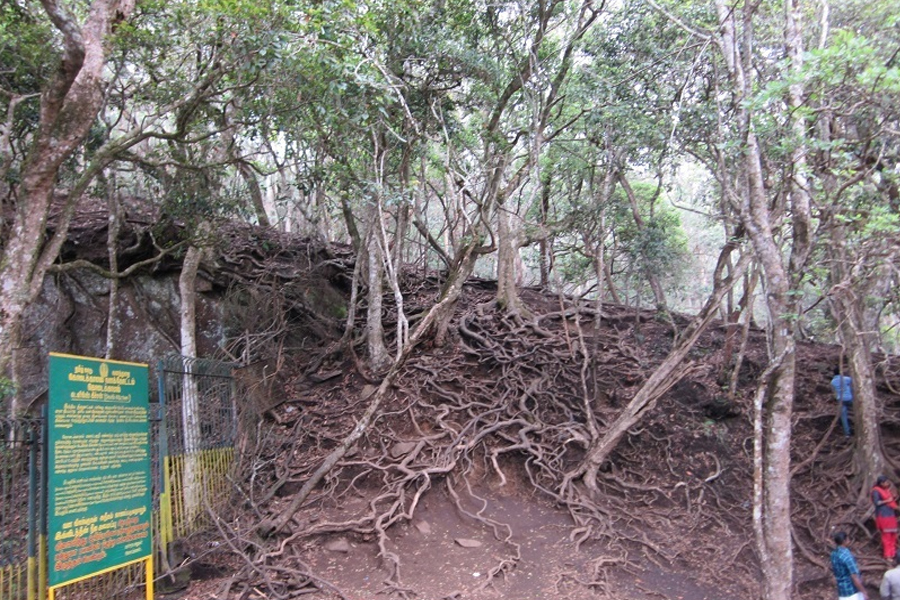 Luxury Glamping in Kodaikanal